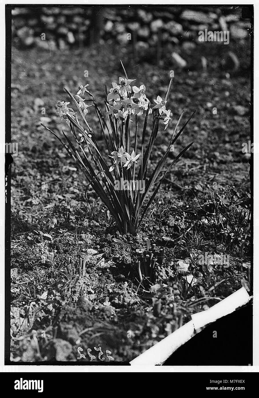 Une image de la fleur sauvage 'Rose of Sharon' (Narcissus Tazetta l) en Palestine, mettant en valeur sa beauté naturelle dans la région. Banque D'Images