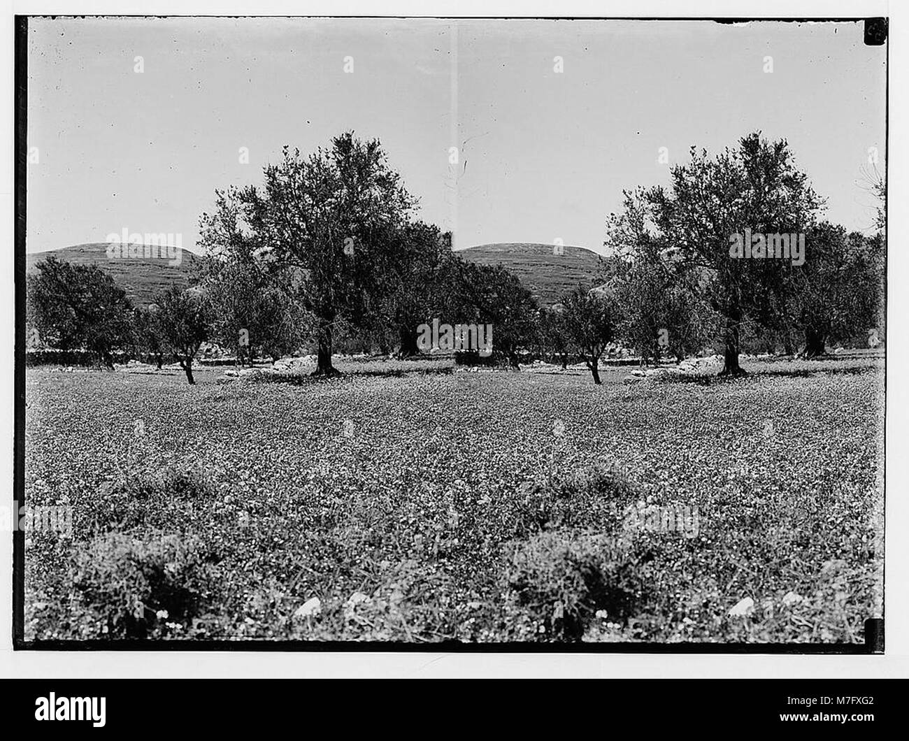 Photographie d’un champ de roses égyptiens (*Silene aegyptiaca*) en Palestine, mettant en valeur les fleurs sauvages originaires de la région. Banque D'Images
