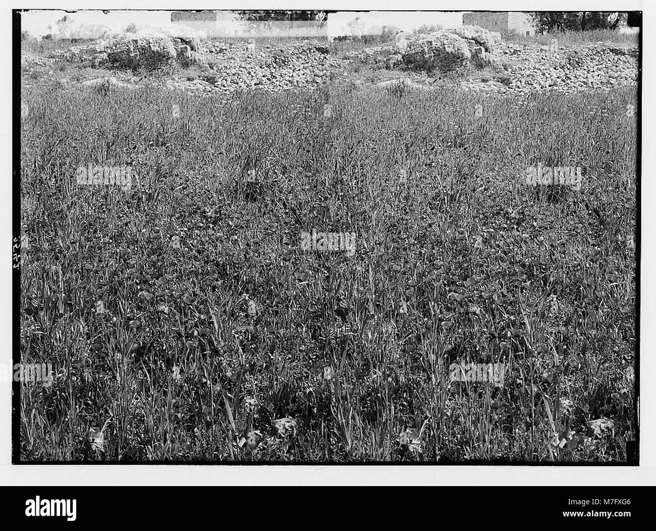 Un champ de coquelicots sauvages, Papaver syriacum, en Palestine, présentant les fleurs rouges vibrantes dans leur environnement naturel. Cette image met en évidence la diversité de la flore de la région, soulignant l’importance des espèces végétales indigènes dans l’écosystème de la région. Banque D'Images