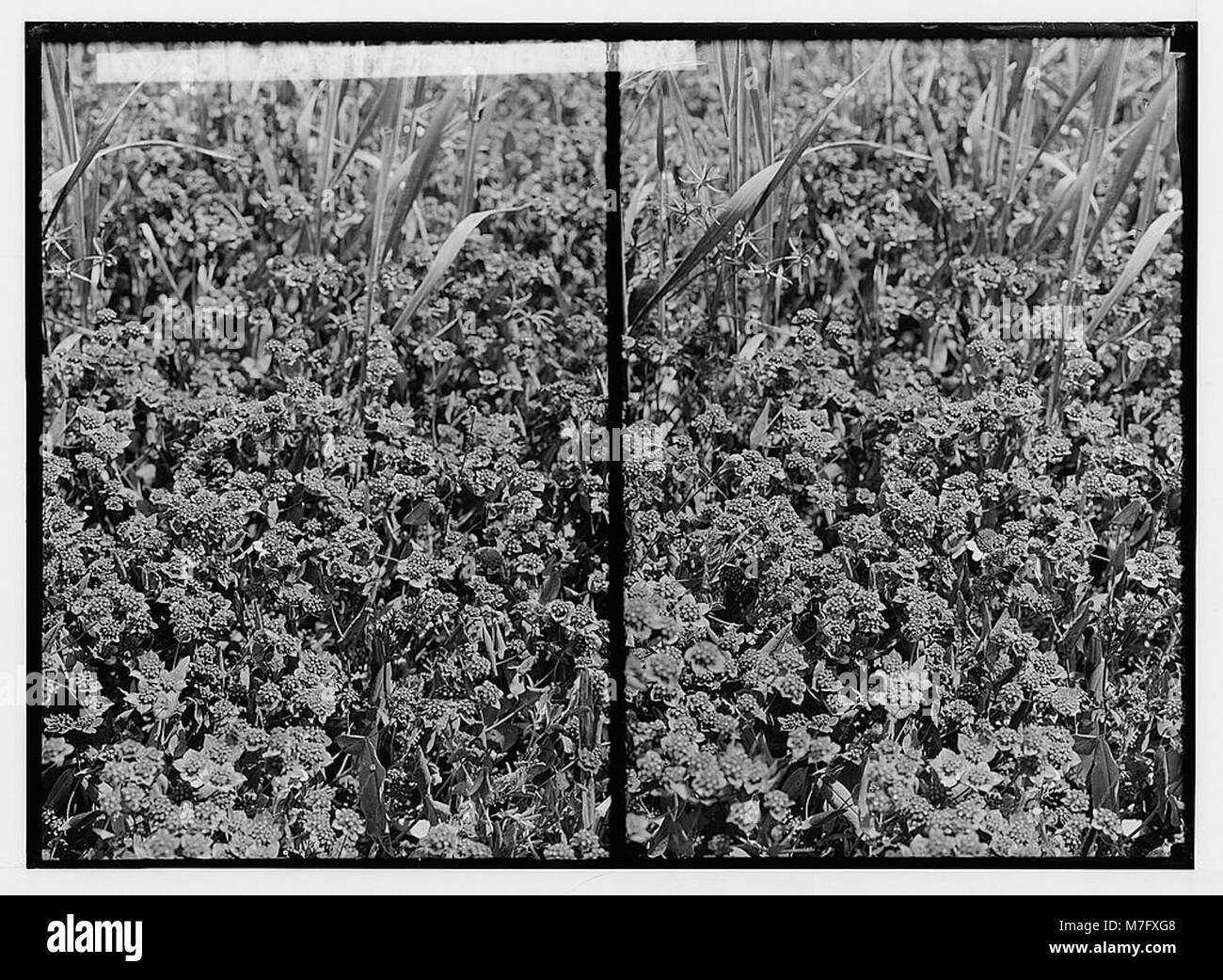 Un champ de cire pure (Bupleurum subovatum), une espèce de fleurs sauvages originaire de Palestine, caractérisée par son aspect vert et touffu et ses fleurs délicates. Banque D'Images