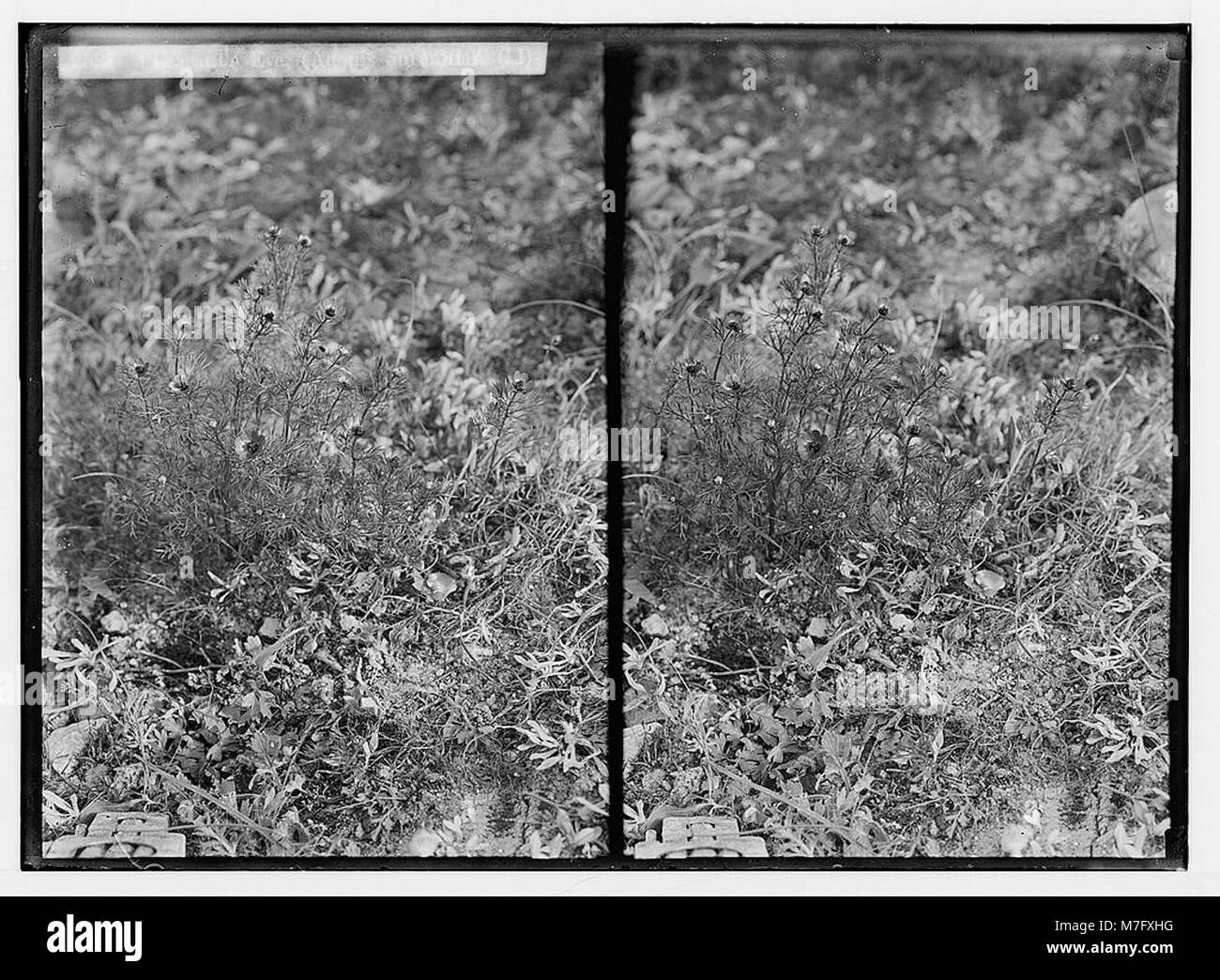 Image de la fleur sauvage œil de faisan (Adonis autumnalis), originaire de Palestine. Cette fleur est connue pour ses pétales rouges frappants et sa floraison saisonnière, contribuant à la biodiversité de la région. Banque D'Images