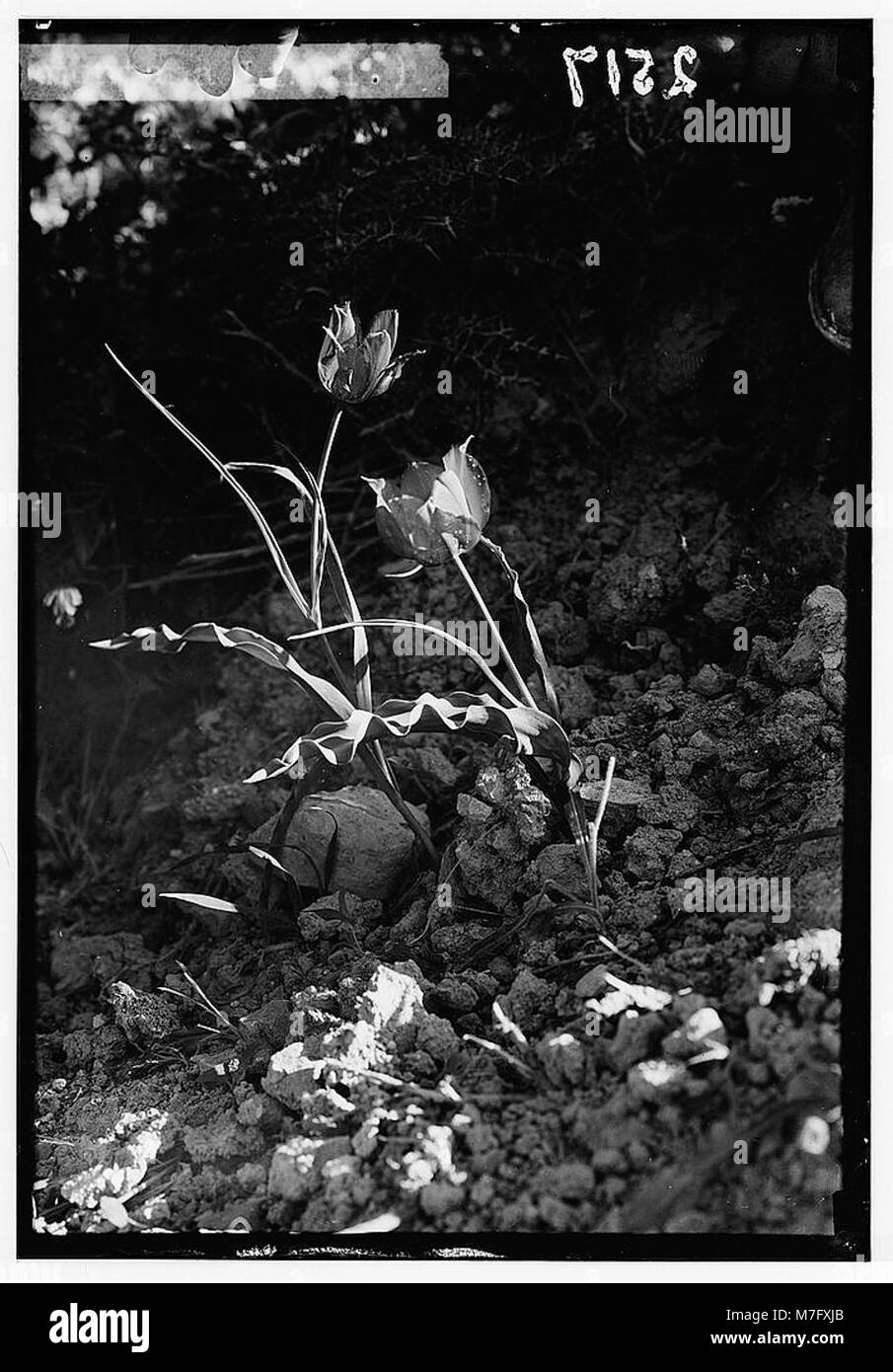 La fleur sauvage Tulipe (Tulipa montana Lindl) trouvée en Palestine, est capturée dans une étude botanique, mettant en valeur ses pétales délicats et sa forme unique. Banque D'Images