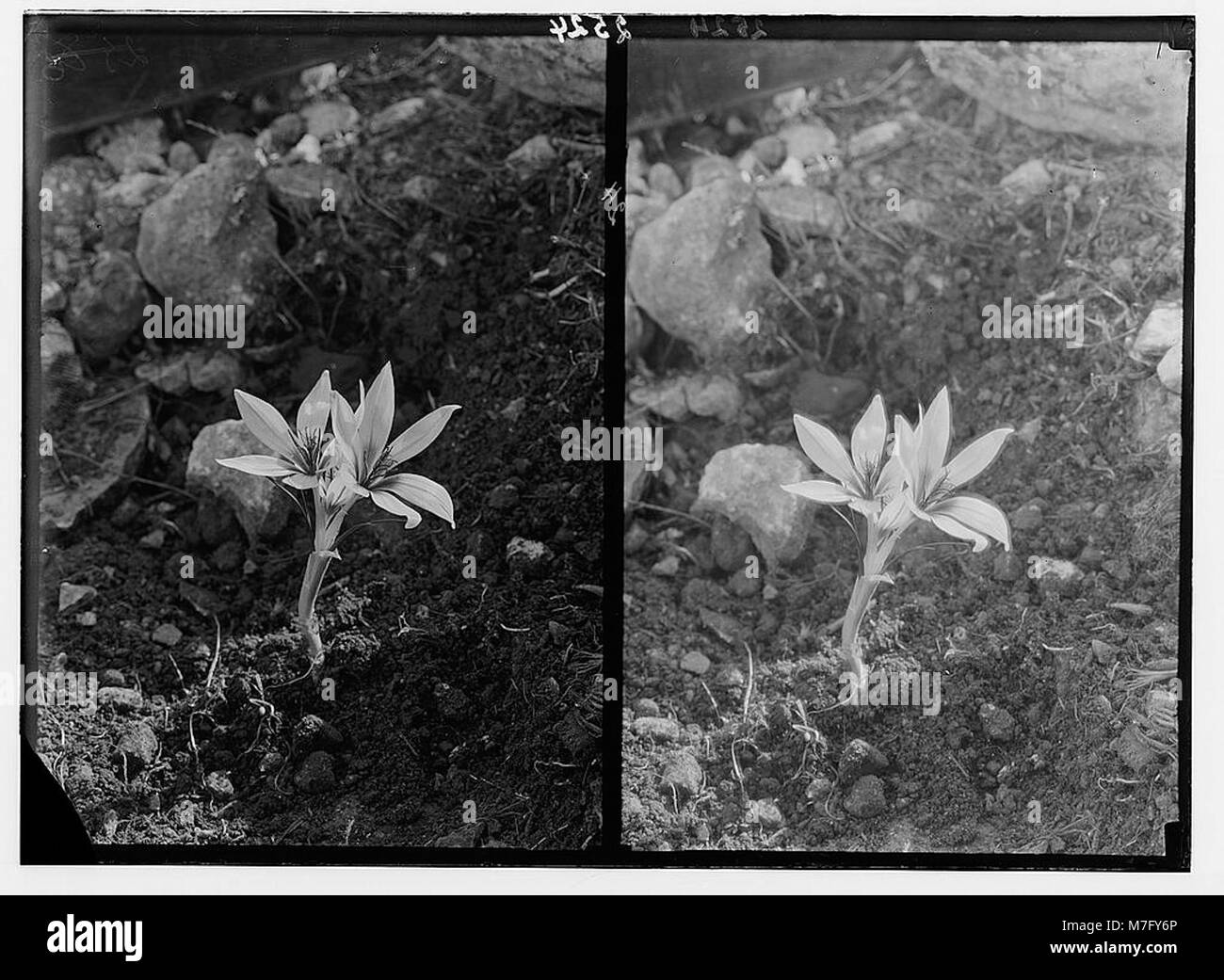 Le crocus d'hiver (Crocus hyemalis) est une fleur connue pour fleurir pendant les mois d'hiver, avec des pétales violets distincts, souvent un symbole de résilience et de début de printemps. Banque D'Images