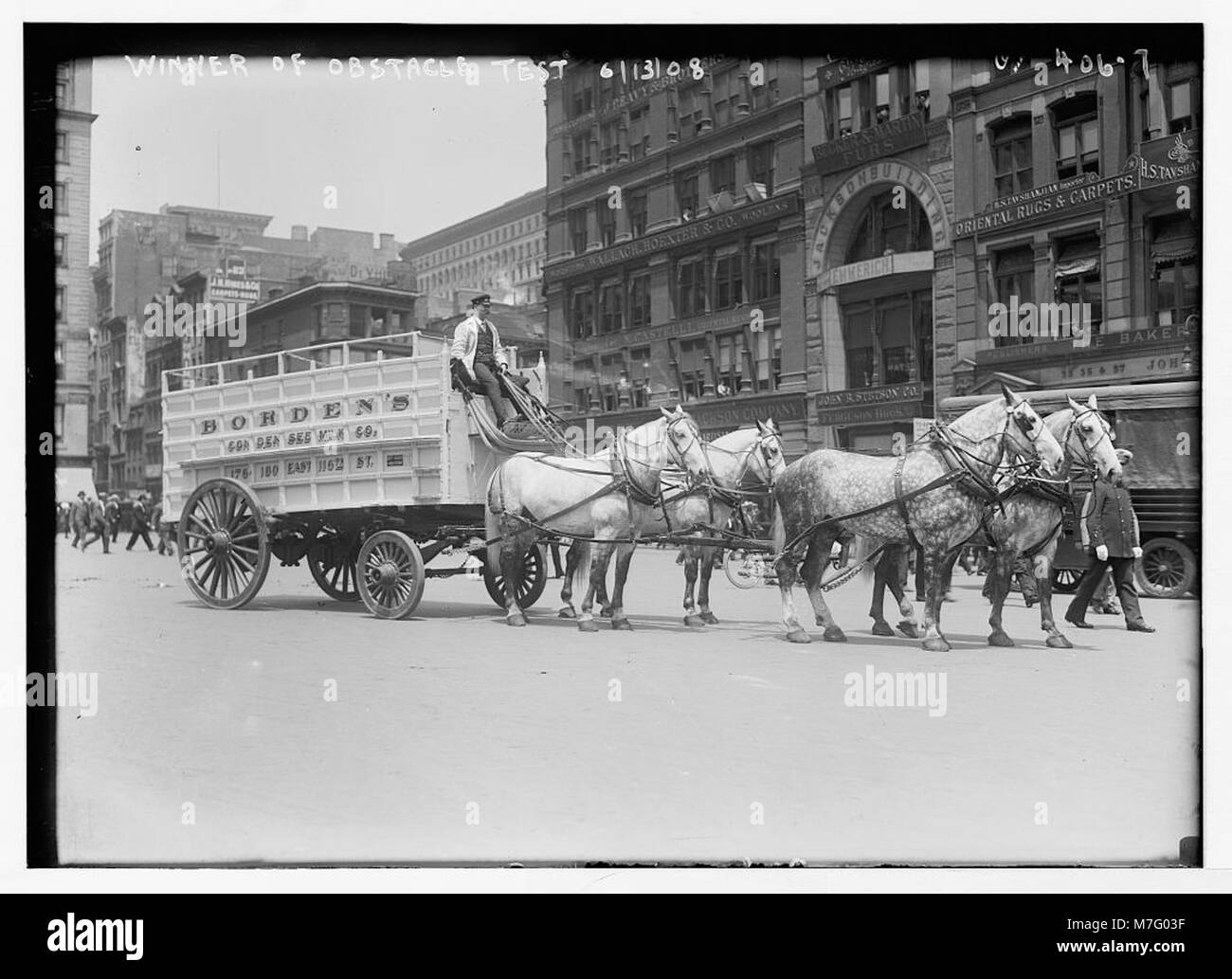 Une photographie montrant l’équipe de Borden, une équipe de travail qui a remporté un test d’obstacles à la Work Horse Parade à New York, soulignant leur force et leur habileté dans les tâches agricoles. Banque D'Images