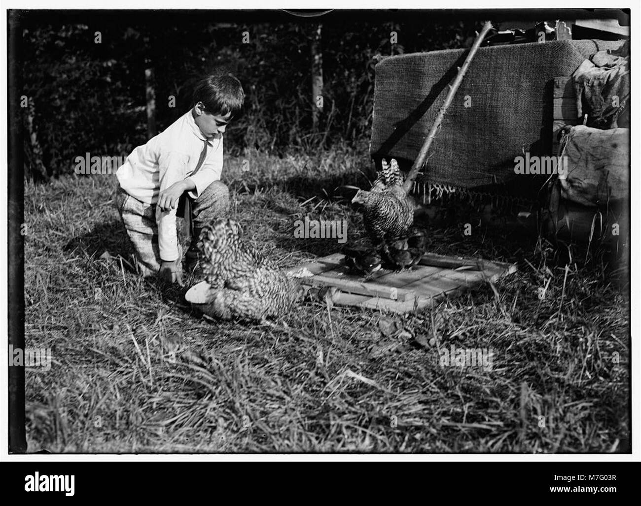 Travail qui éduque.Douze ans tendant poulets avec son père, Jean Hervé Jaouen. Bennington, Vermont, août 1914. LOC.05581 clb Banque D'Images