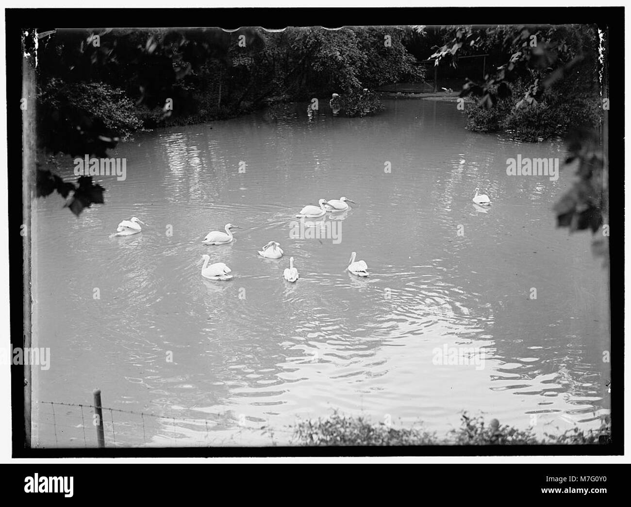 Cette image capture un groupe de pélicans dans un cadre de zoo, mettant en valeur ces oiseaux aquatiques connus pour leurs bec distinctifs et leurs grandes ailes. Les pélicans sont originaires des régions côtières et sont connus pour leurs capacités de pêche. Banque D'Images