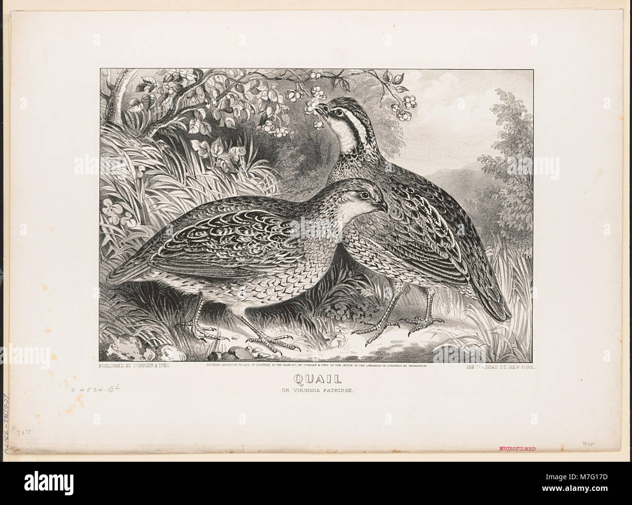 Cette image représente la caille ou perdrix de Virginie, une espèce d'oiseau originaire d'Amérique du Nord, souvent reconnue pour son plumage et son comportement distinctifs. Banque D'Images