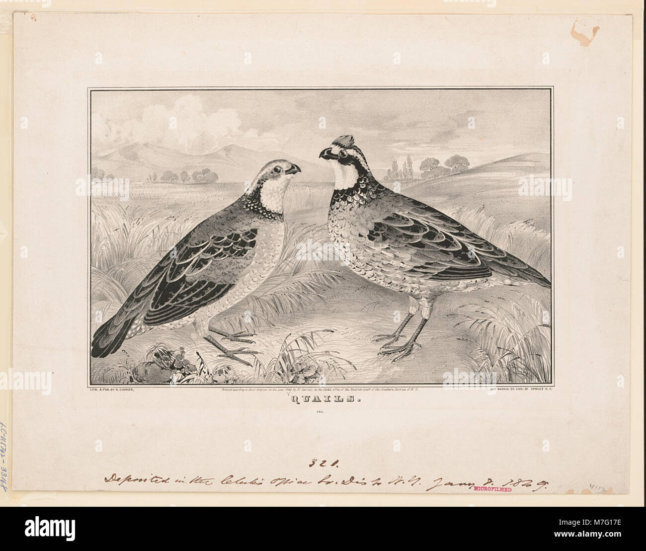 Une image ou une description de cailles, une espèce d'oiseau, montrant leur habitat naturel et leurs caractéristiques, souvent associées à des études sur la faune ou les oiseaux. Banque D'Images