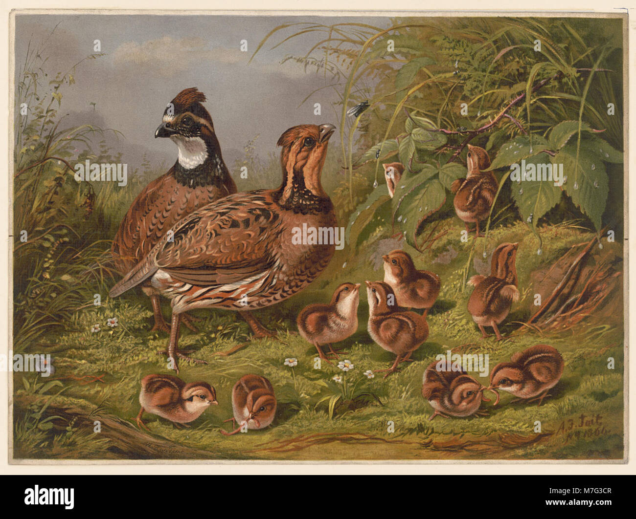 Photographie d'un groupe de cailles, petits gibier à plumes, dans leur habitat naturel. Les cailles sont couramment trouvées en Amérique du Nord et sont connues pour leurs appels distinctifs et leur apparence. Banque D'Images