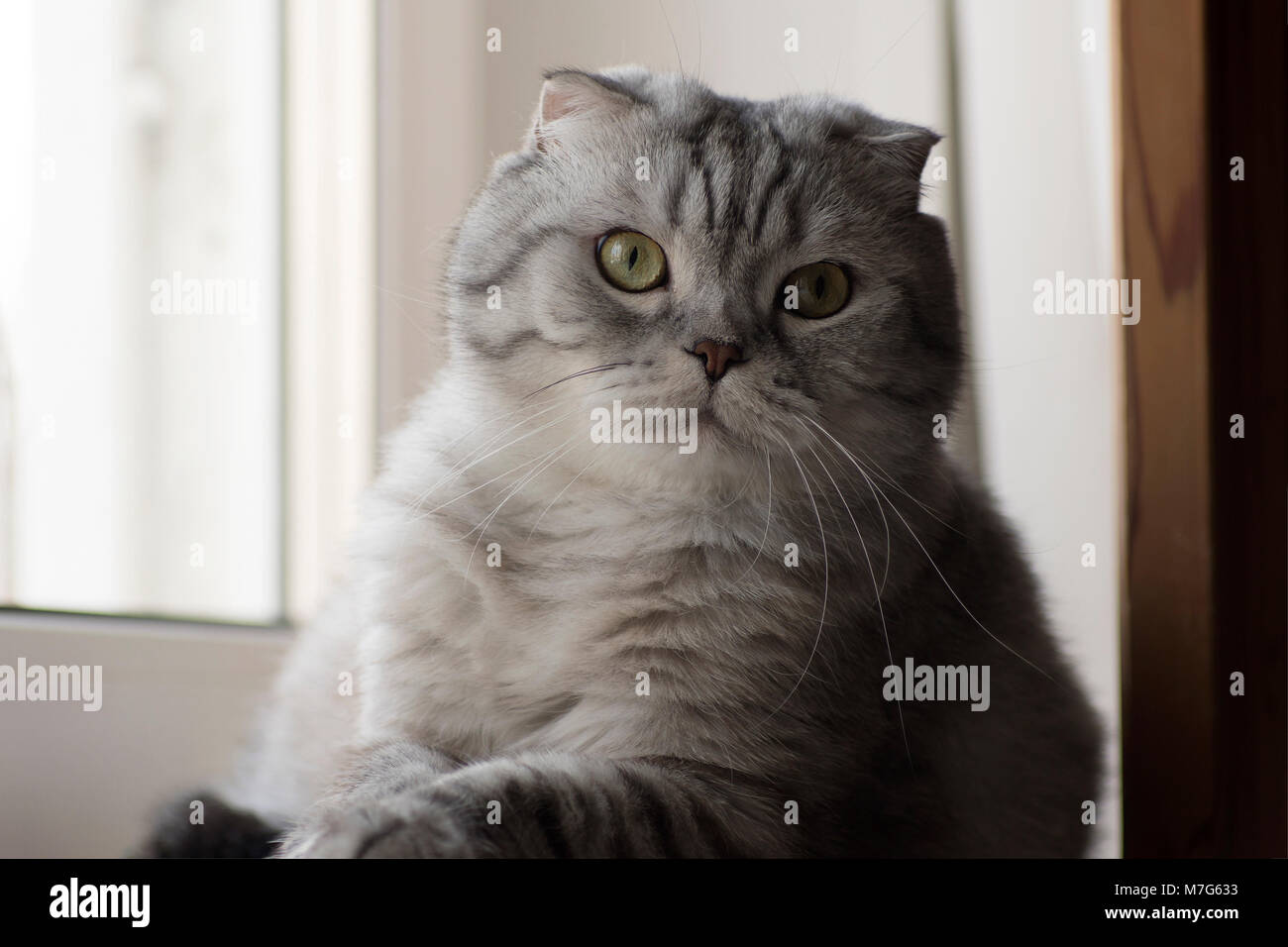 Les Chats Scottish Fold gris assis sur la fenêtre Banque D'Images