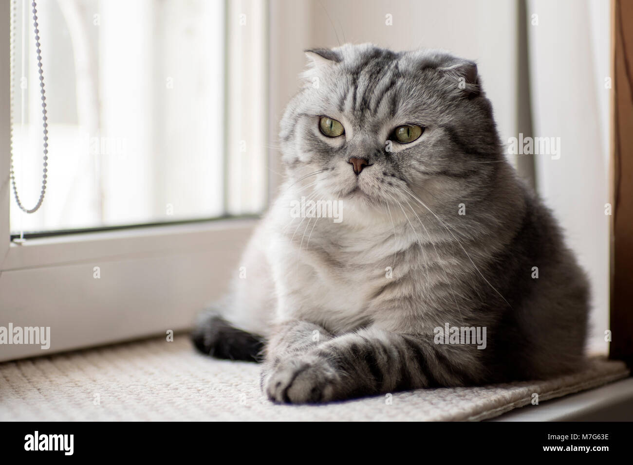 Les Chats Scottish Fold gris assis sur la fenêtre Banque D'Images