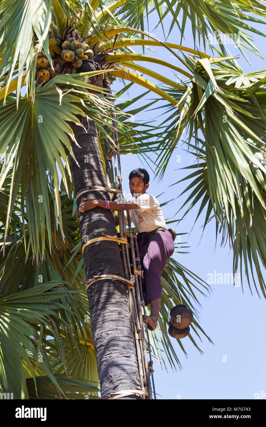 Vie quotidienne au Myanmar - arbre toddy climber climbing toddy palm tree at Bagan, Myanmar (Birmanie), l'Asie en février Banque D'Images Vie quotidienne au Myanmar - arbre toddy climber climbing toddy palm tree at Bagan, Myanmar (Birmanie), l'Asie en février Banque D'Images