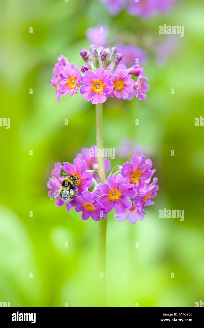 Close-up image de la floraison de printemps violet et rose Primula beesiana aussi connu sous le chandelier à Primurose Banque D'Images