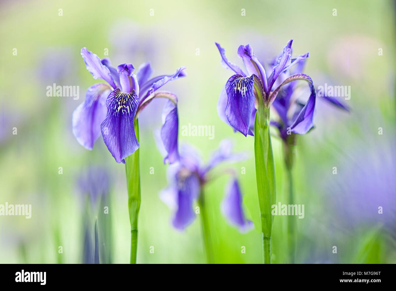 Image de beau, la floraison du printemps, bleu iris fleurs de soleil voilé Banque D'Images