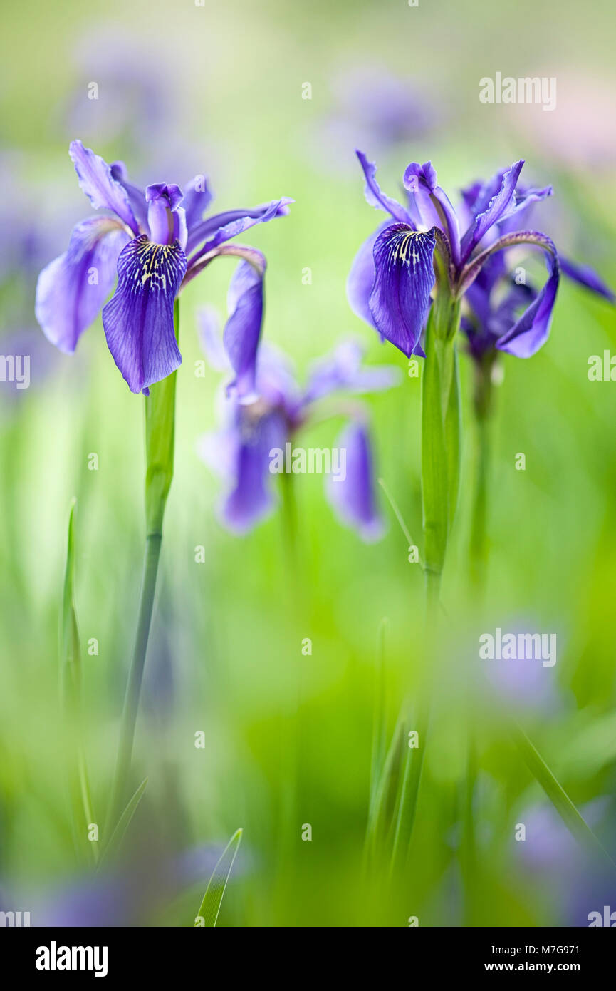 Image de beau, la floraison du printemps, bleu iris fleurs de soleil voilé Banque D'Images