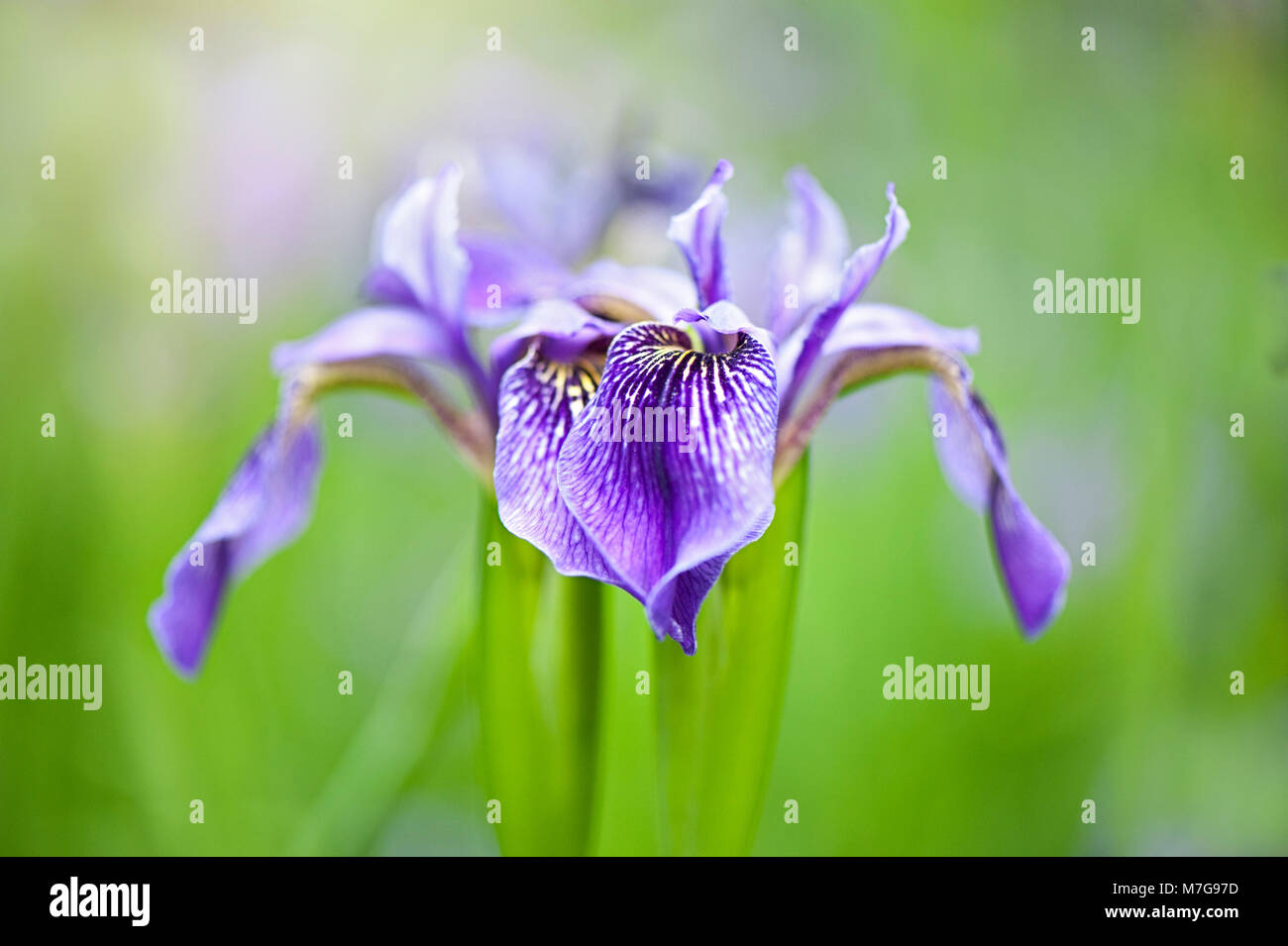 Image de beau, la floraison du printemps, bleu iris fleurs de soleil voilé Banque D'Images
