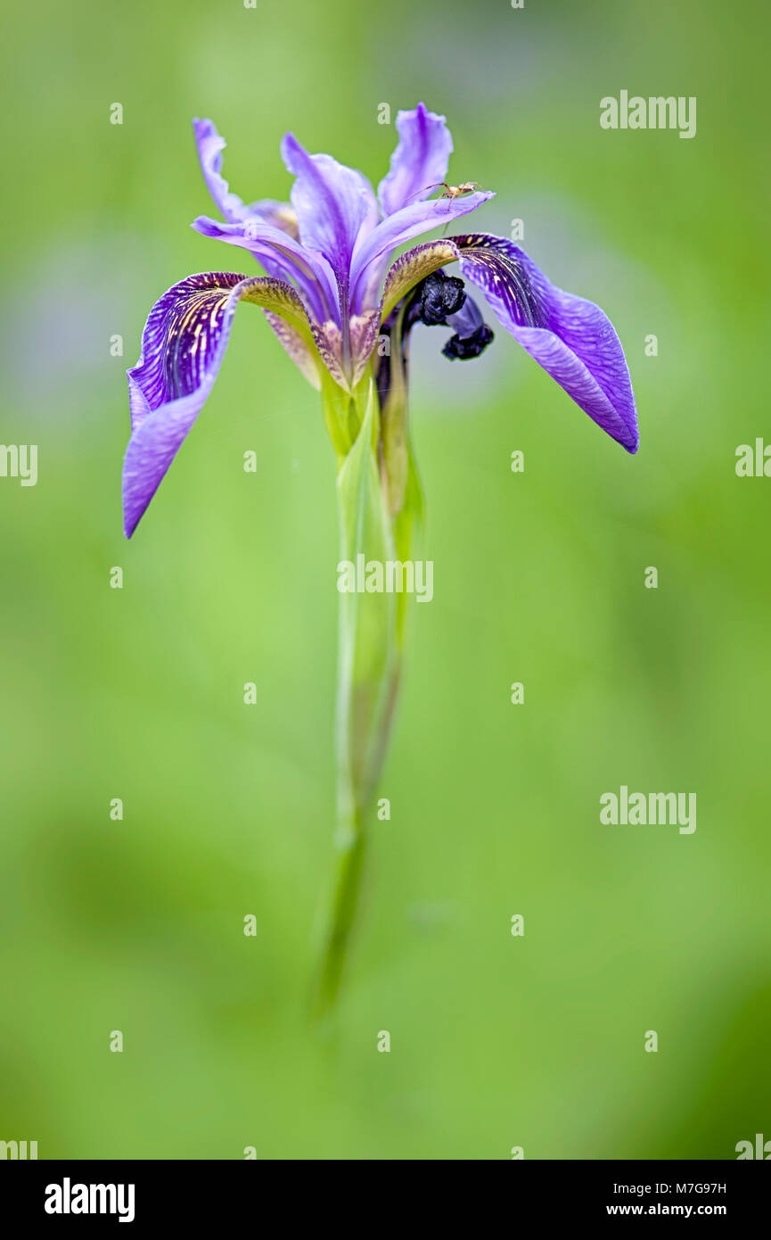 Image de beau, la floraison du printemps, bleu iris fleurs de soleil voilé Banque D'Images