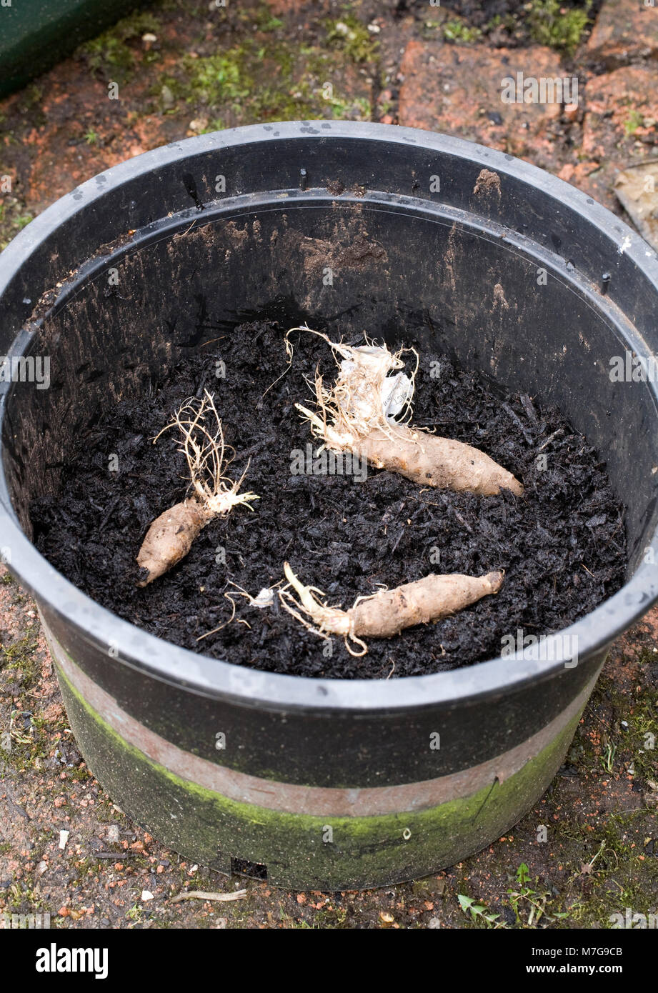 L'Helianthus tuberosus 'Fuseau'. La plantation de topinambours dans un pot. Banque D'Images
