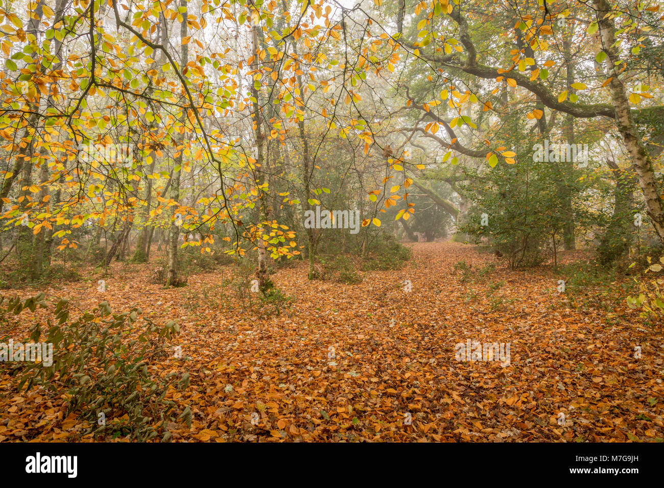 Couleurs automnales de laves dans misty woods au lever du soleil Banque D'Images