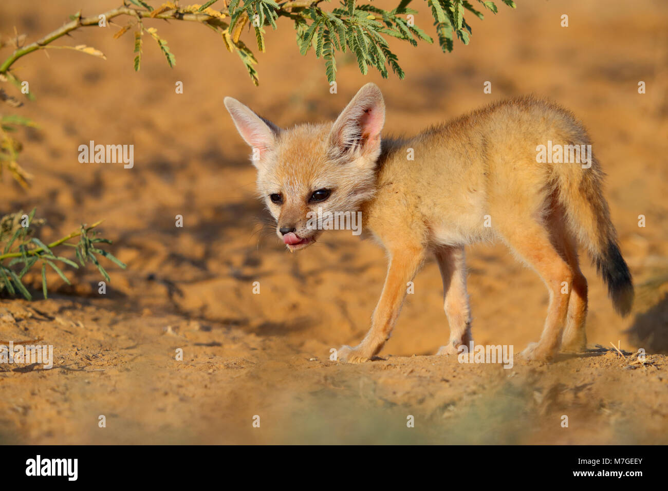 Bengale indien ou renard (Vulpes bengalensis) bronzer près de la Grande Rann de Kutch, Gujarat, Inde Banque D'Images