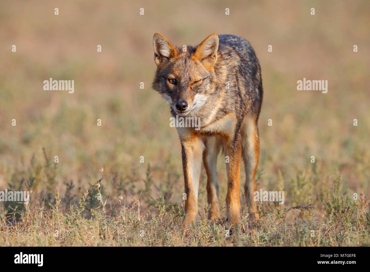 Des profils Golden Jackal (Canis aureus) probablement de la sous-espèce c.a.aureus (Common jackal) dans la région de Kutch, Gujarat, Inde Banque D'Images