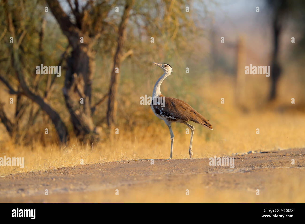 Une grande outarde indienne (Ardeotis nigriceps) sur la route qui traverse le parc national du désert du Rajasthan, Banque D'Images