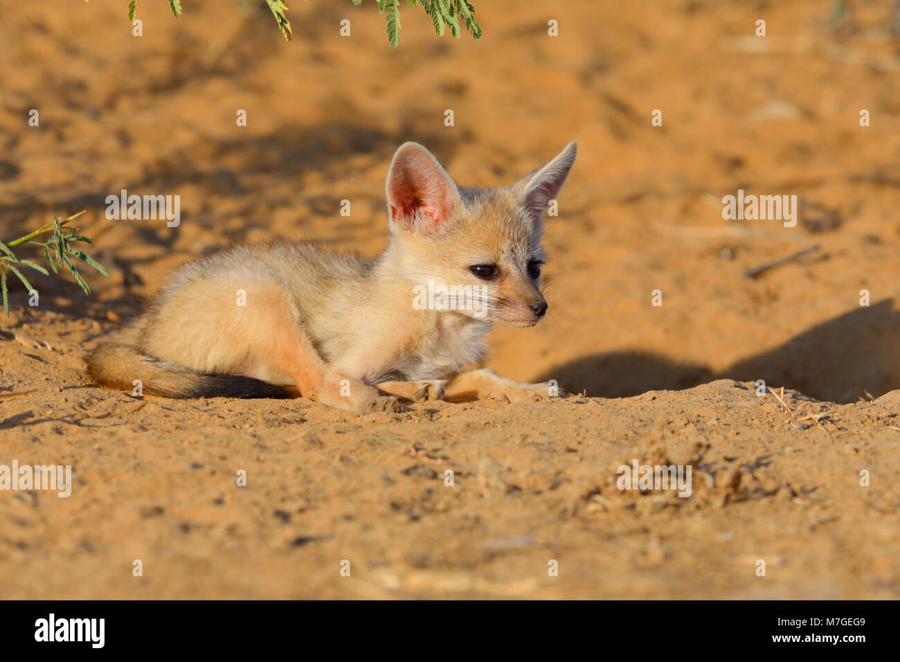 Bengale indien ou renard (Vulpes bengalensis) bronzer près de la Grande Rann de Kutch, Gujarat, Inde Banque D'Images