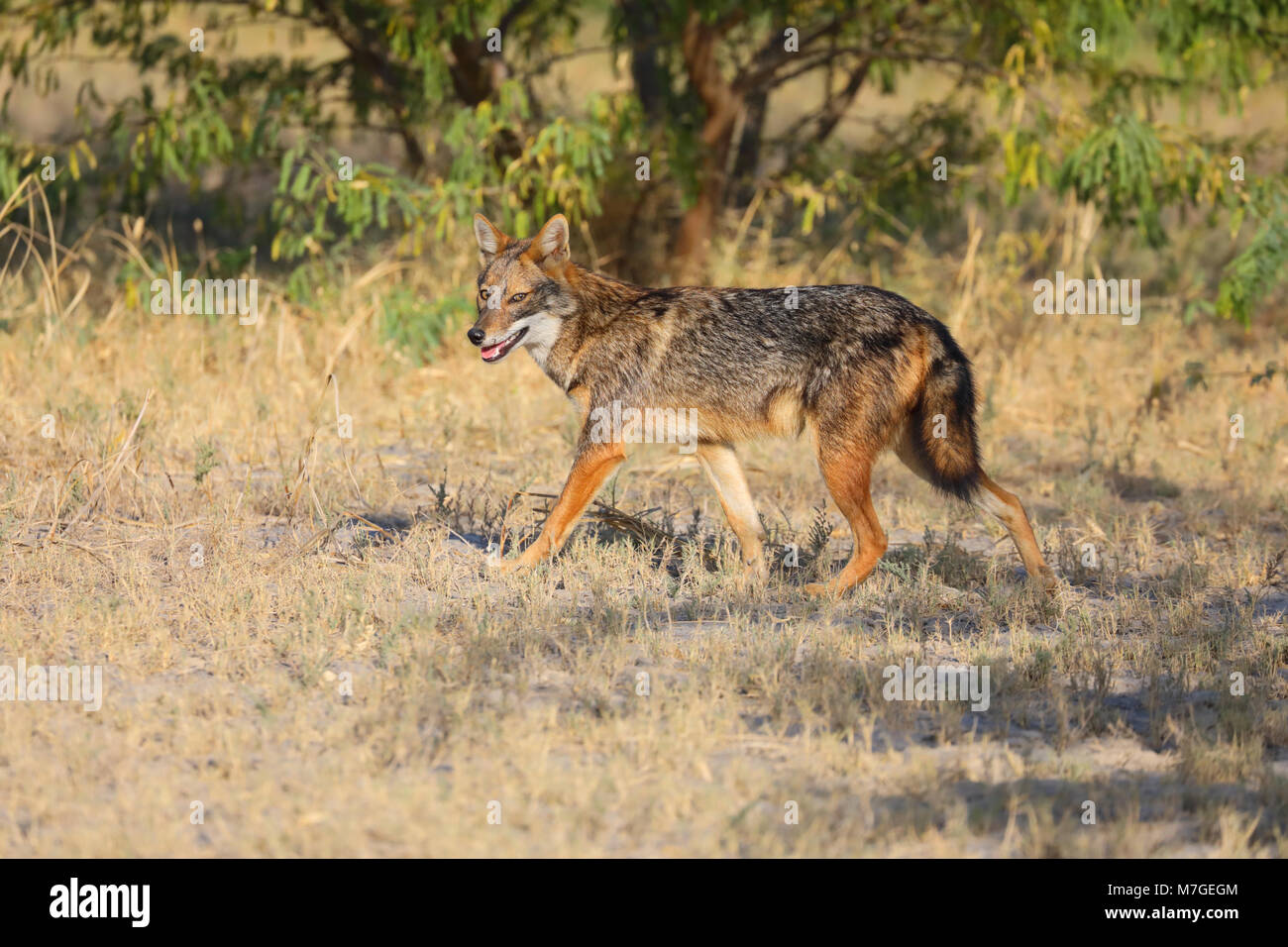 Des profils Golden Jackal (Canis aureus) probablement de la sous-espèce c.a.aureus (Common jackal) dans la région de Kutch, Gujarat, Inde Banque D'Images