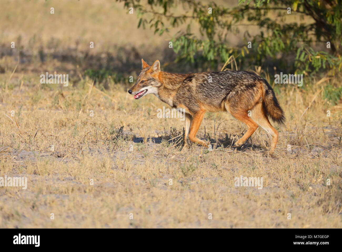 Des profils Golden Jackal (Canis aureus) probablement de la sous-espèce c.a.aureus (Common jackal) dans la région de Kutch, Gujarat, Inde Banque D'Images