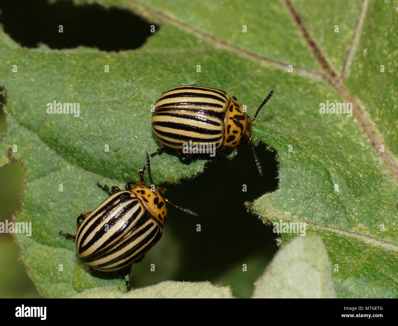 Deux coléoptères Colorado sur une feuille. Doryphore de la pomme de terre (Leptinotarsa decemlineata) des principaux ravageurs des cultures de pommes de terre. Banque D'Images