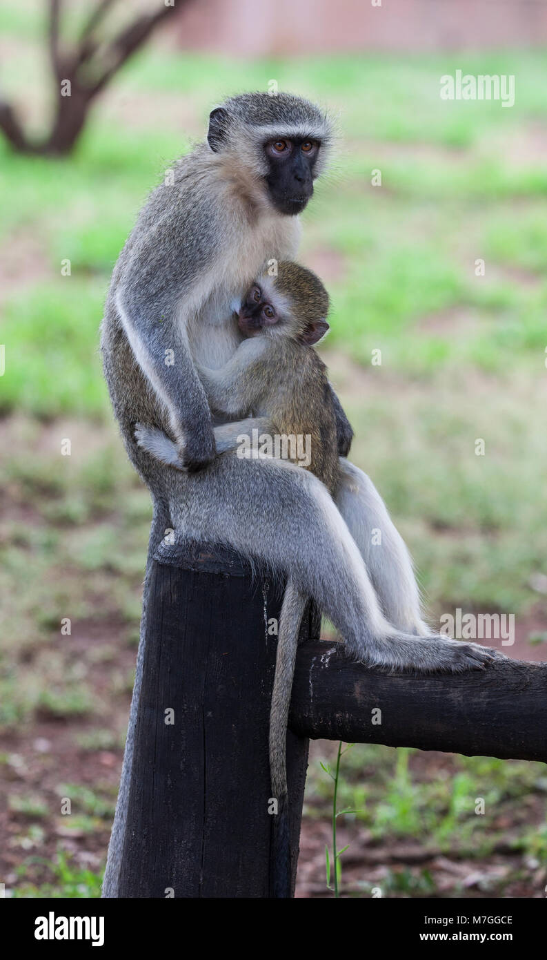 Un singe, Chlorocebus pygerythrus, fka (Cercopithecus aethiops), suckling son bébé dans le parc d'un lodge de Kruger NP, Afrique du Sud Banque D'Images