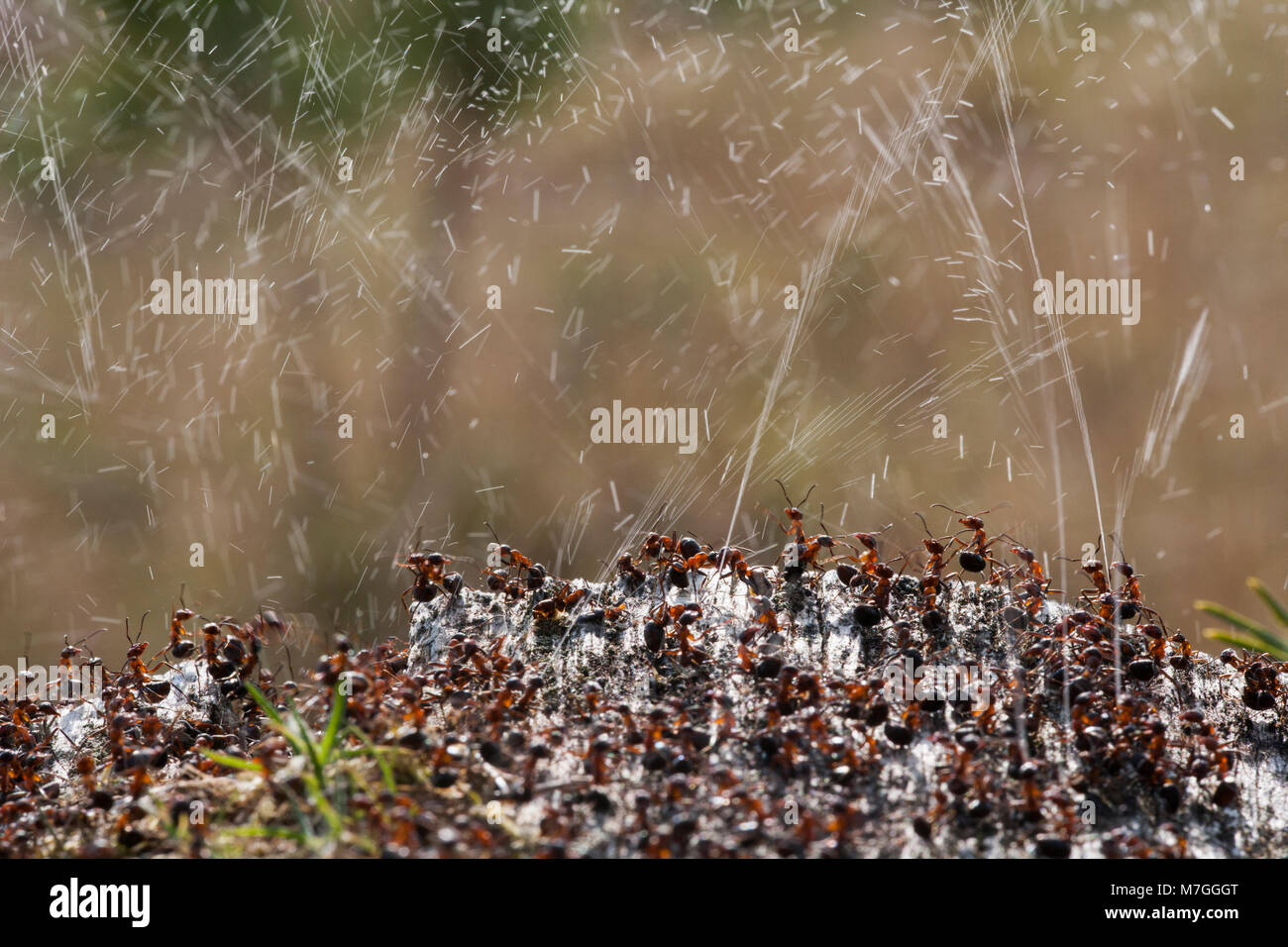 Les fourmis des bois-Formica rufa-défendre leur nid par pulvérisation de l'acide formique. L'acide formique est utilisé pour dissuader toute attaque de prédateurs. Dorset England UK GB. Banque D'Images