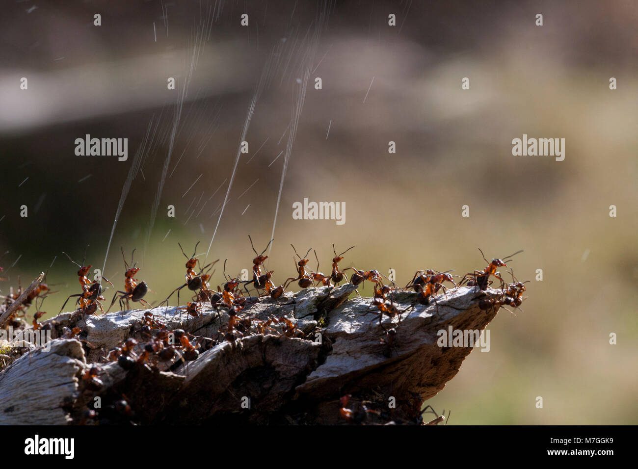 Les fourmis des bois-Formica rufa-défendre leur nid par pulvérisation de l'acide formique. L'acide formique est utilisé pour dissuader toute attaque de prédateurs. Dorset England UK GB. Banque D'Images