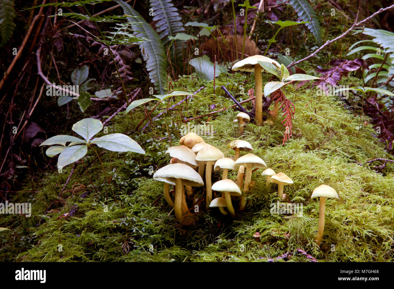 Un patch de champignons poussent sur le sol de cette forêt tropicale près de Sechelt sur la Sunshine Coast de la Colombie-Britannique, au nord de la ville de Vancouver, Banque D'Images