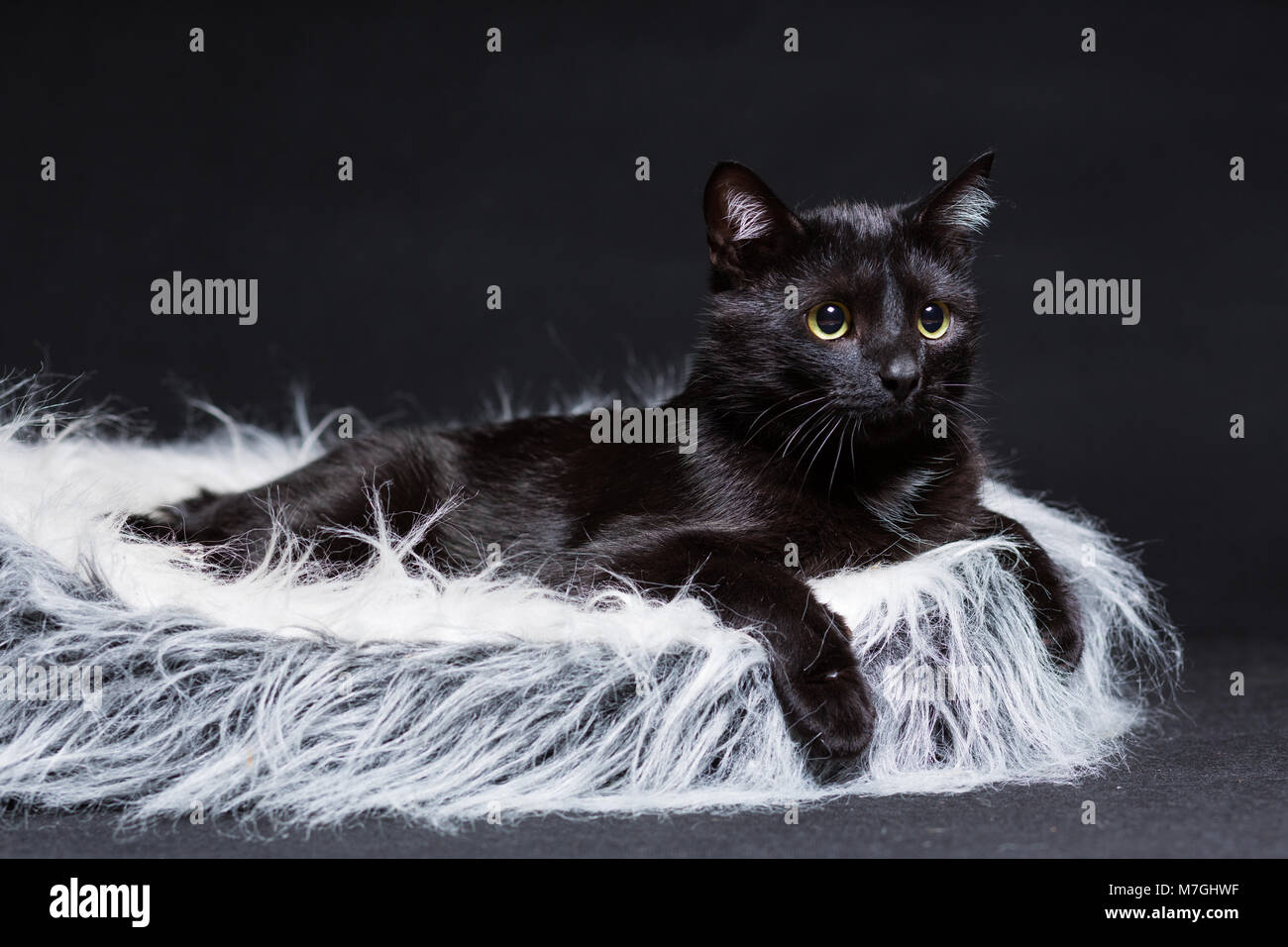 Chat de couleur noire se trouve sur sa cuisinière sur fond noir Banque D'Images