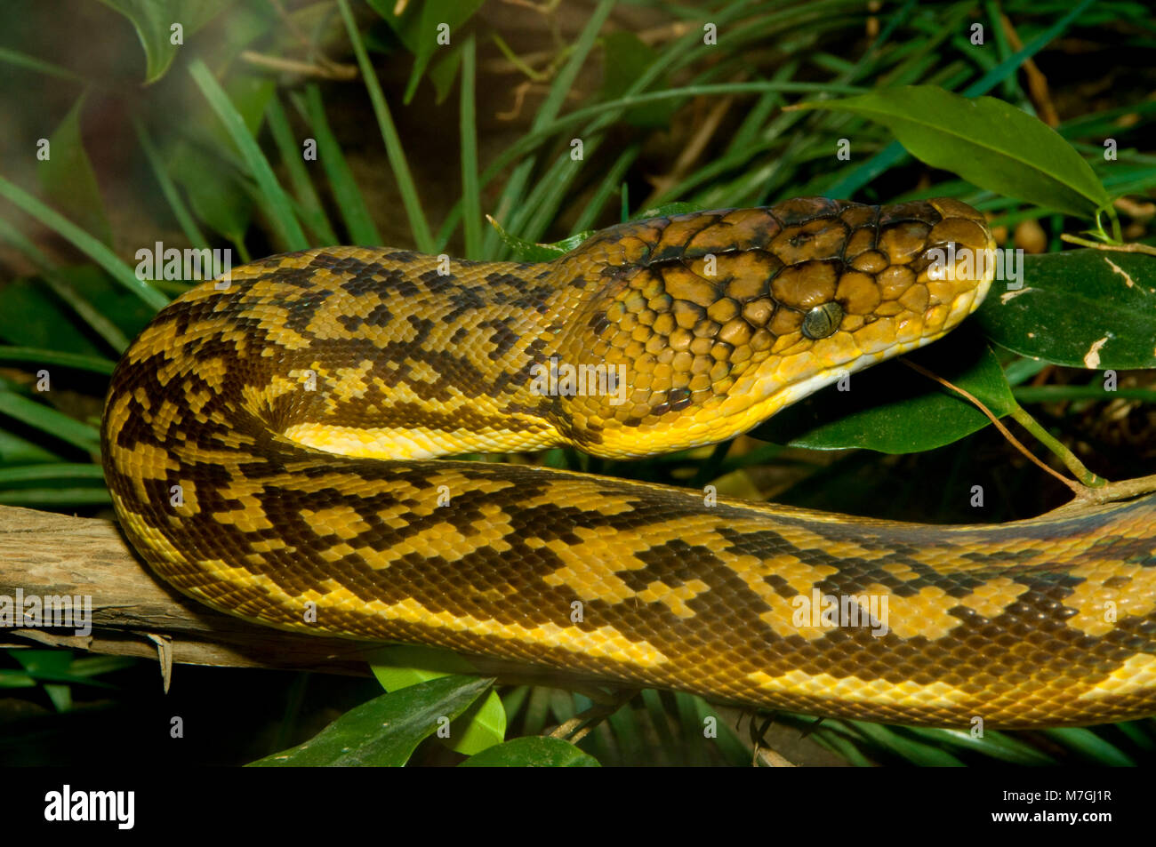Timor python Banque de photographies et d’images à haute résolution - Alamy