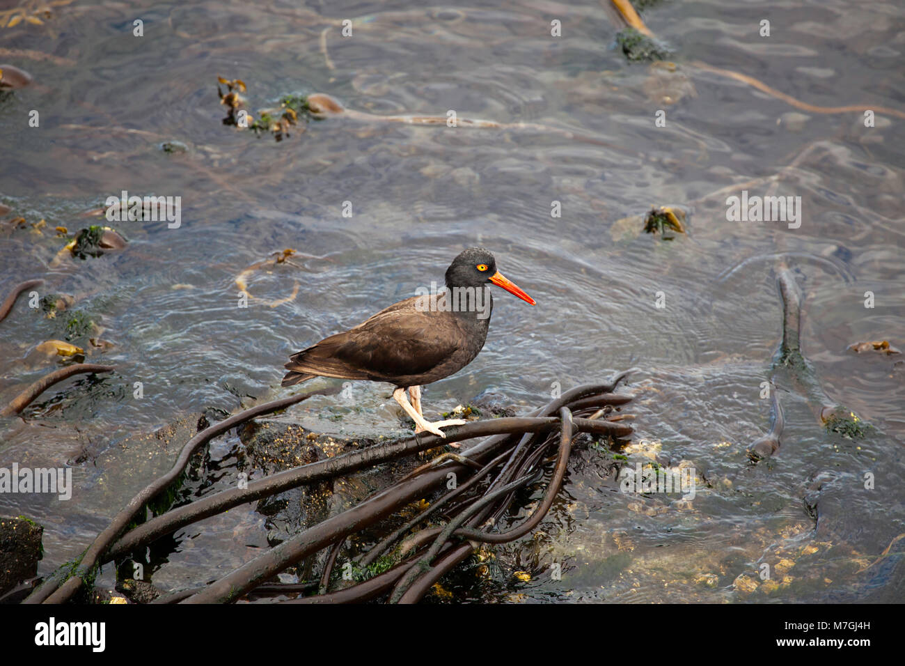 L'Huîtrier est une espèce endémique de la côte du Pacifique qui réside de rivage de la Basse-Californie à ouest des îles Aléoutiennes. Cet individu Banque D'Images