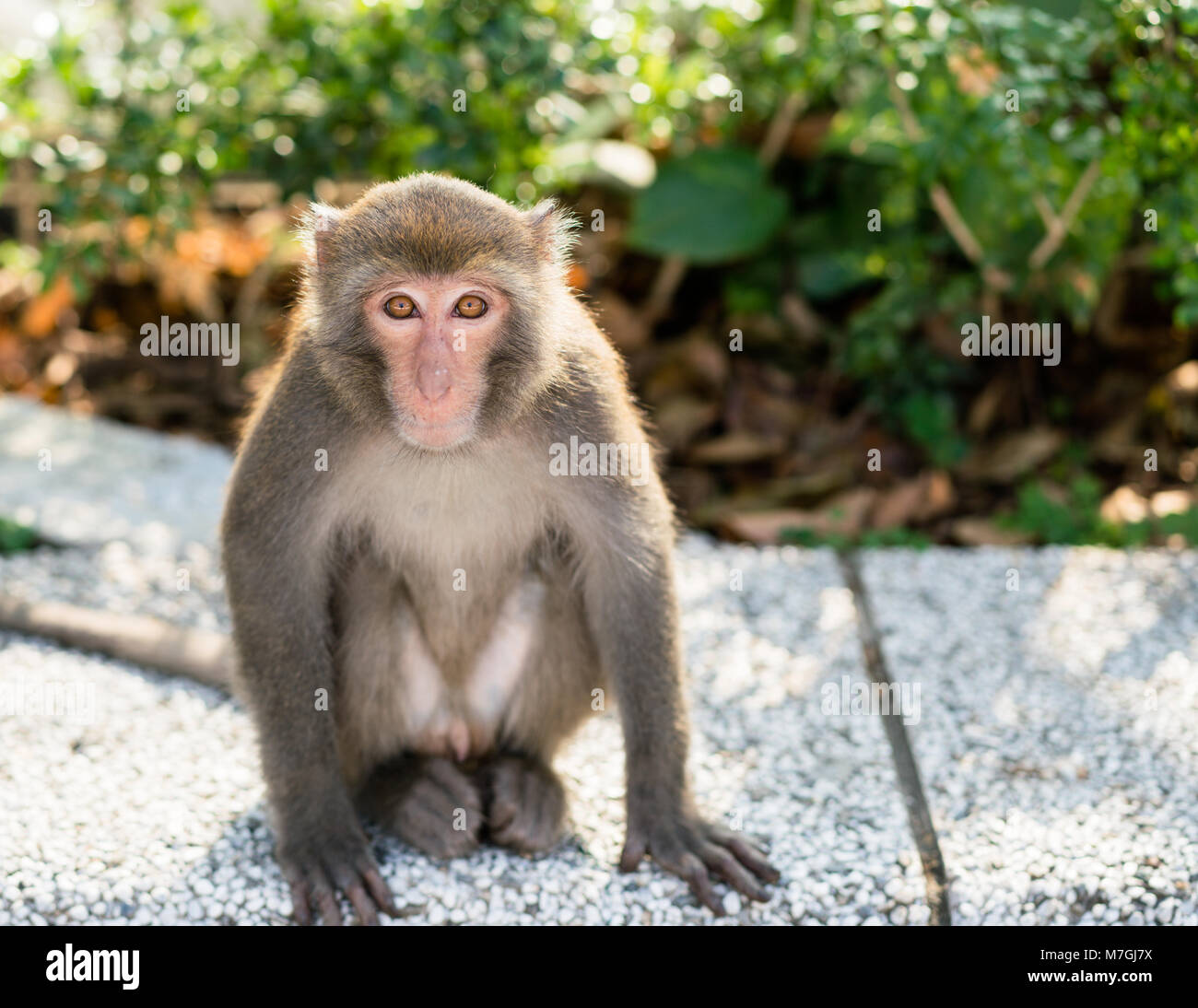 Taiwanais sauvage singe macaque rock taïwanais à la recherche à l'appareil photo Banque D'Images