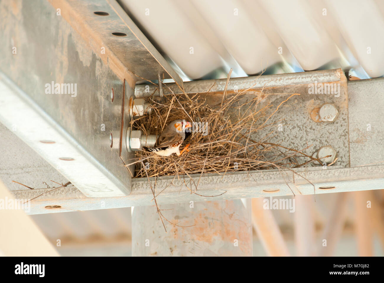 Zebra Finch Nest Banque D'Images