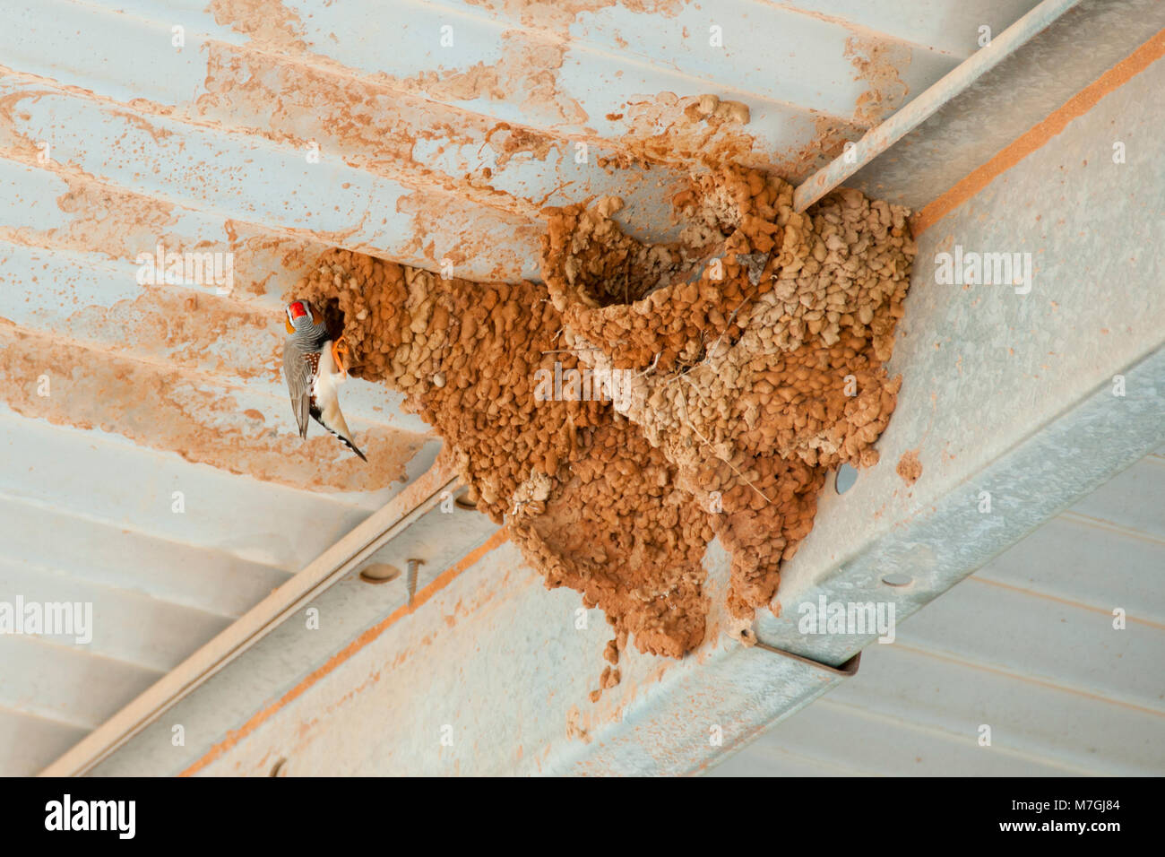 Zebra Finch Nest Banque D'Images