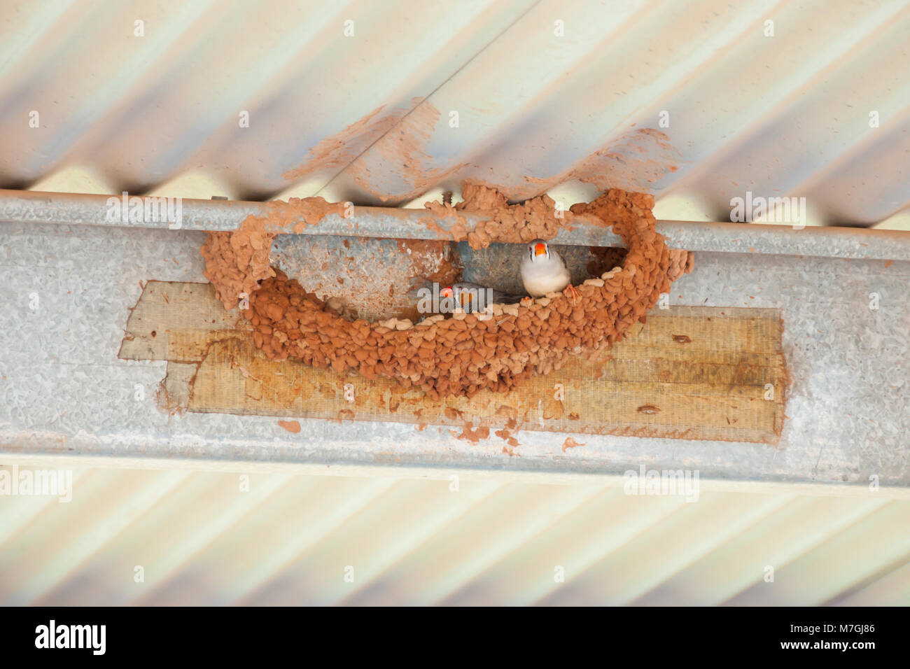 Zebra Finch Nest Banque D'Images