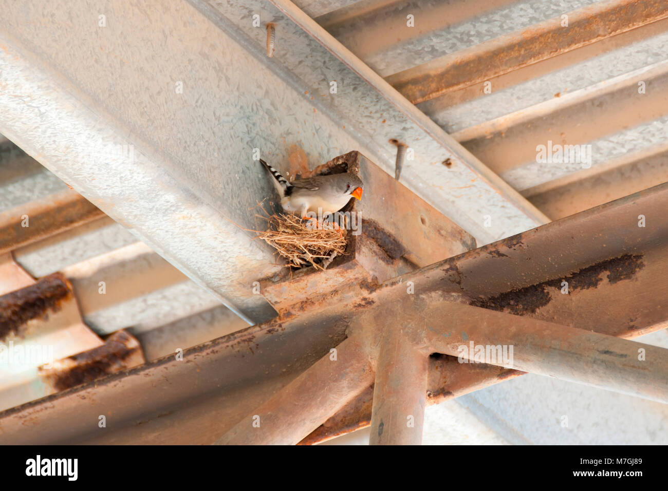 Zebra Finch Nest Banque D'Images