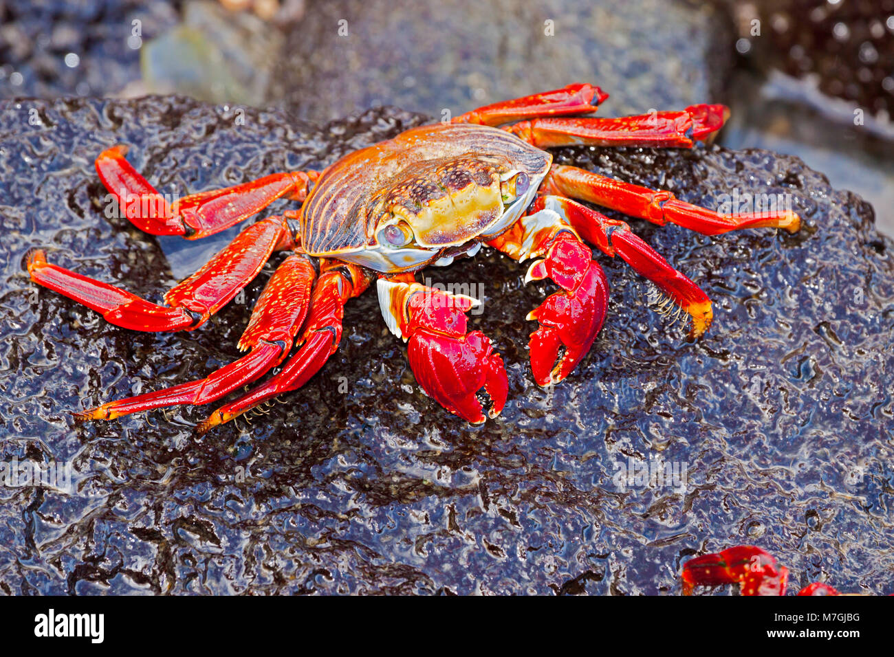 Un Sally Lightfoot Crab, Graspus graspus, à la recherche d'algues à manger sur dans la zone intertidale, l'île de Santa Cruz, Galapagos. Banque D'Images