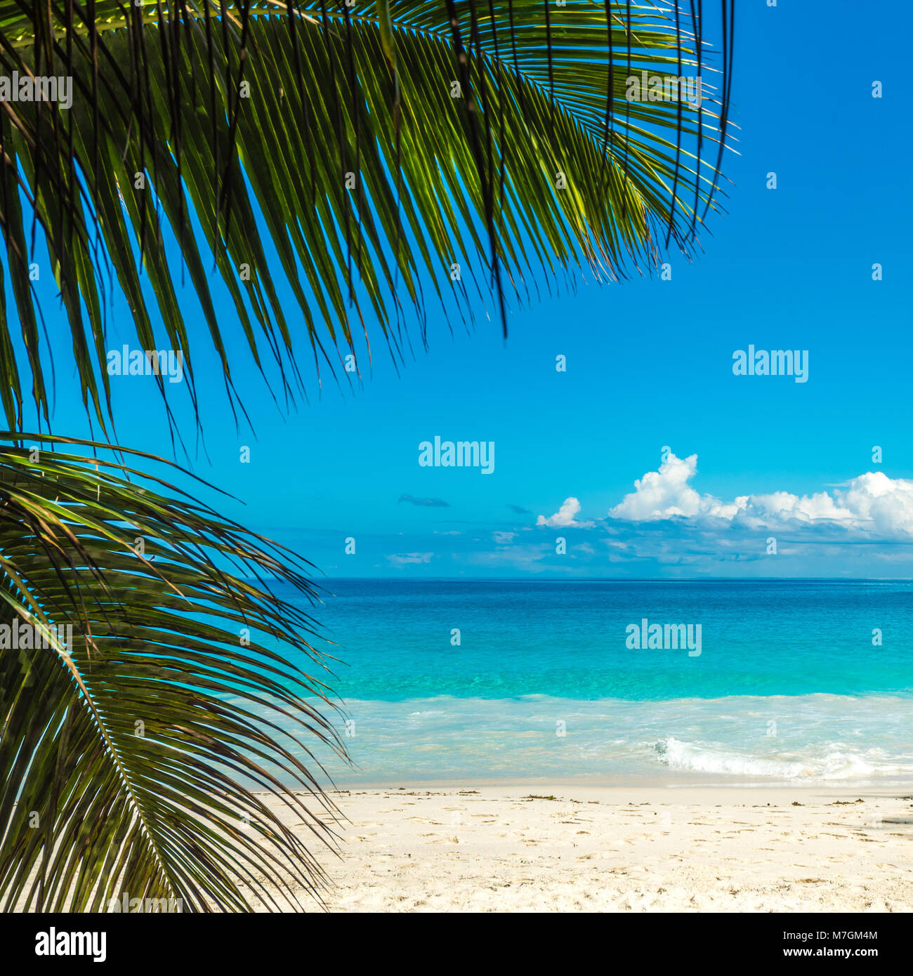 Plage de l'île tropicale. Arrière-plan de vacances idéal. Banque D'Images
