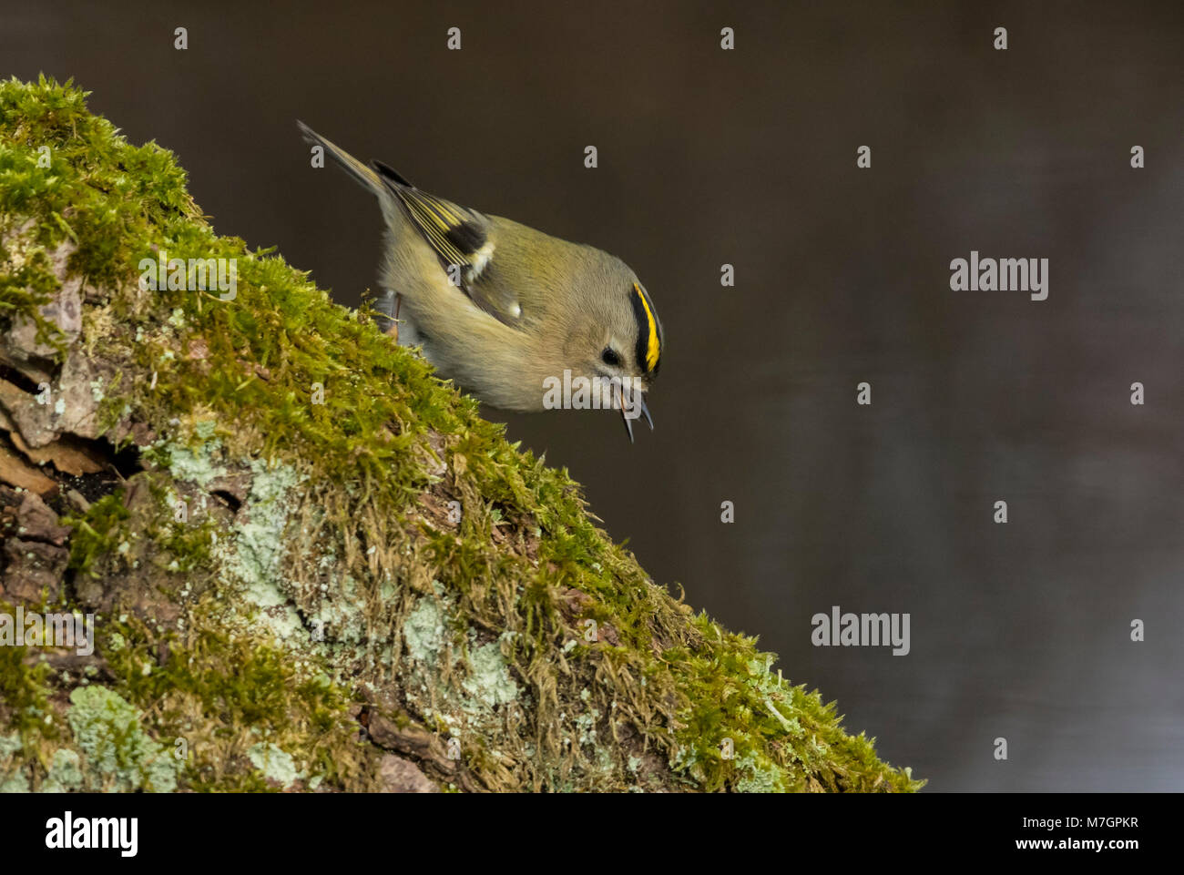 Goldcrest (Regulus regulus), femme enclenche un insecte. Banque D'Images