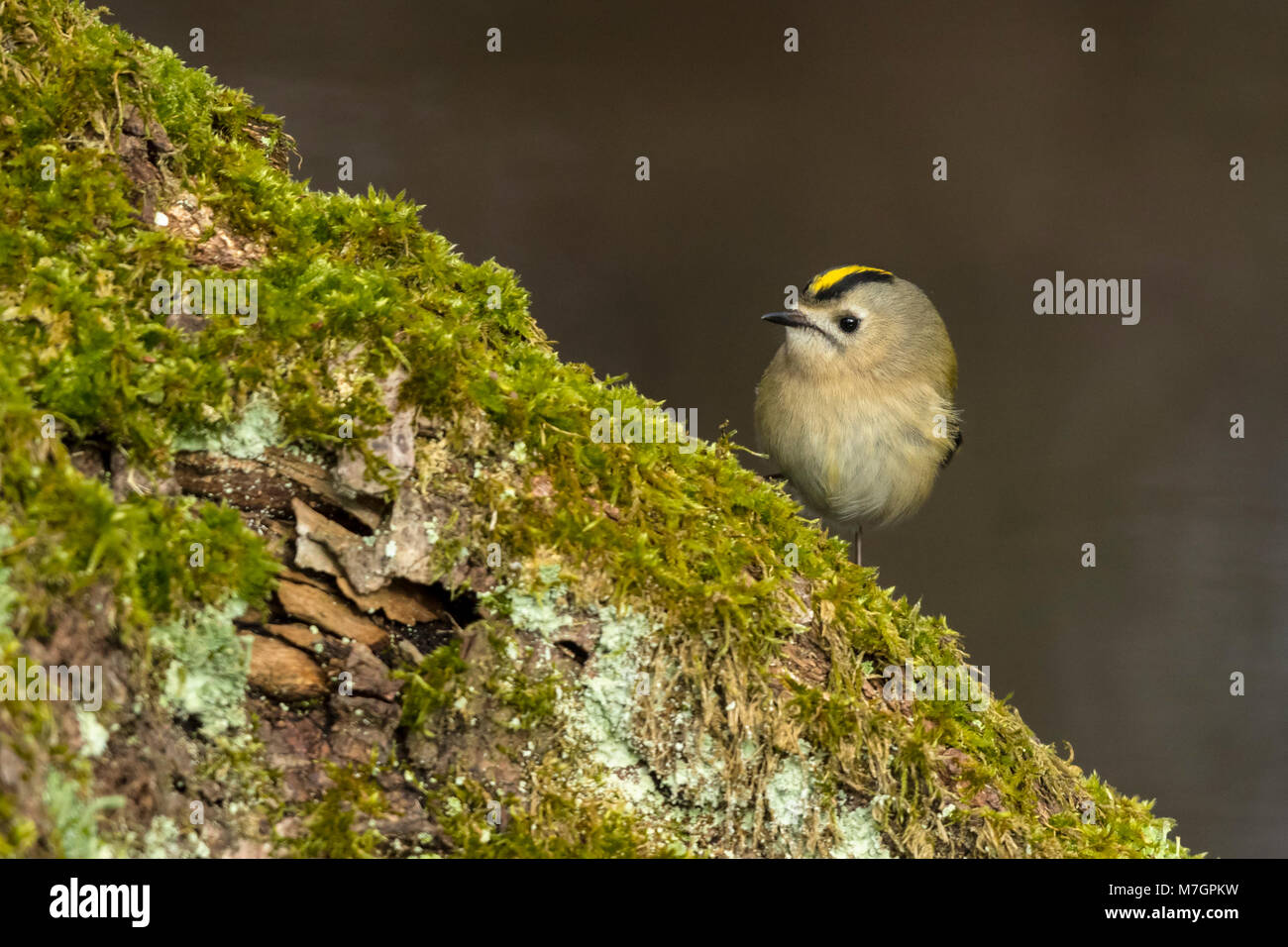 Goldcrest (Regulus regulus), Femme Banque D'Images