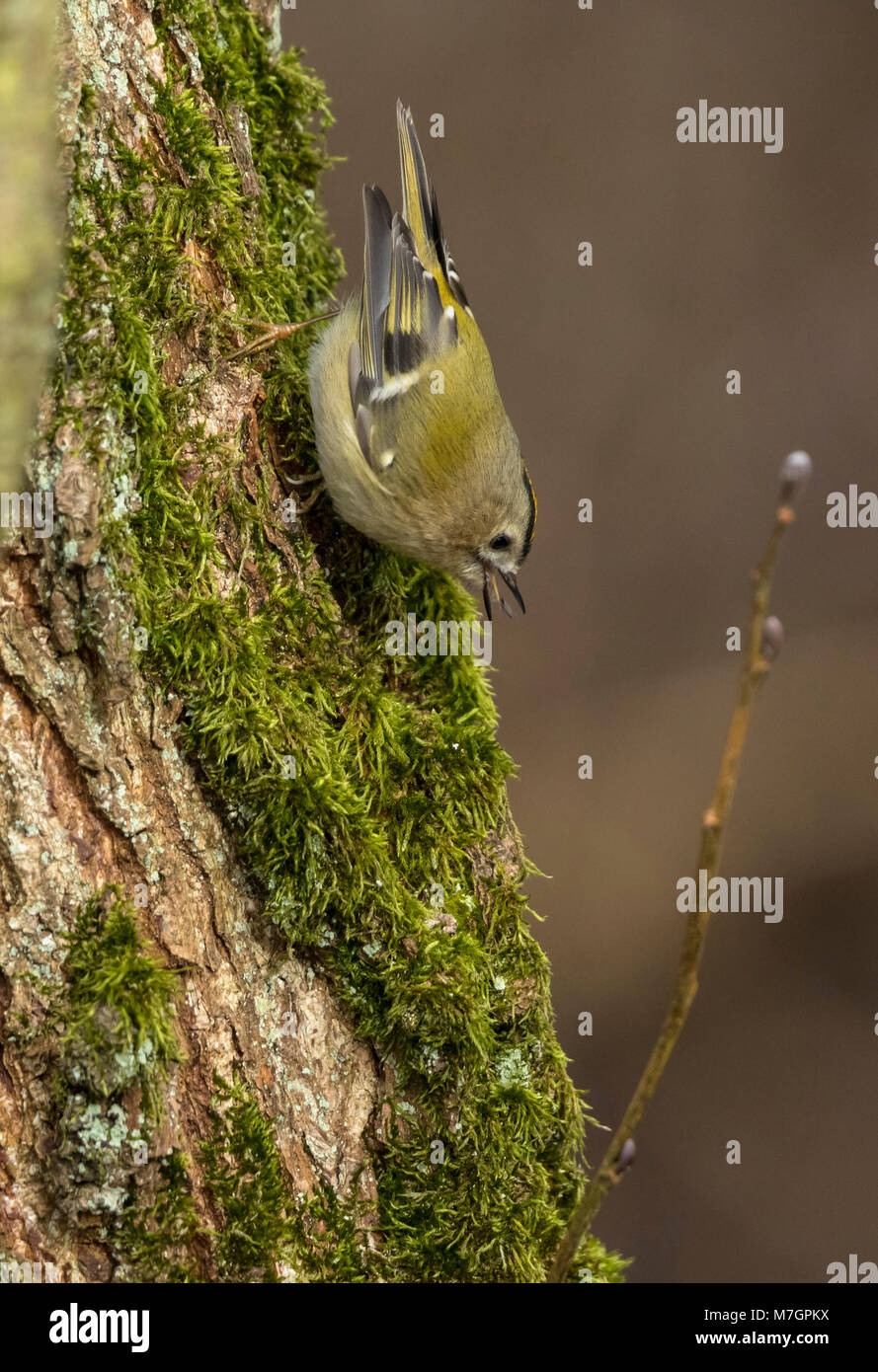 Goldcrest (Regulus regulus), femme enclenche un insecte. Banque D'Images