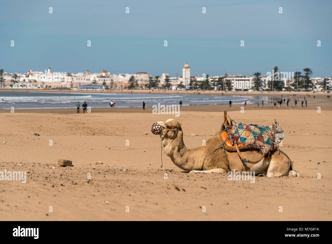 Dromedar am Strand und Stadtansicht Essaouira, Königreich Marokko, Afrika | dromadaire sur la plage et la ville d'Essaouira, Royaume du Maroc, Af Banque D'Images