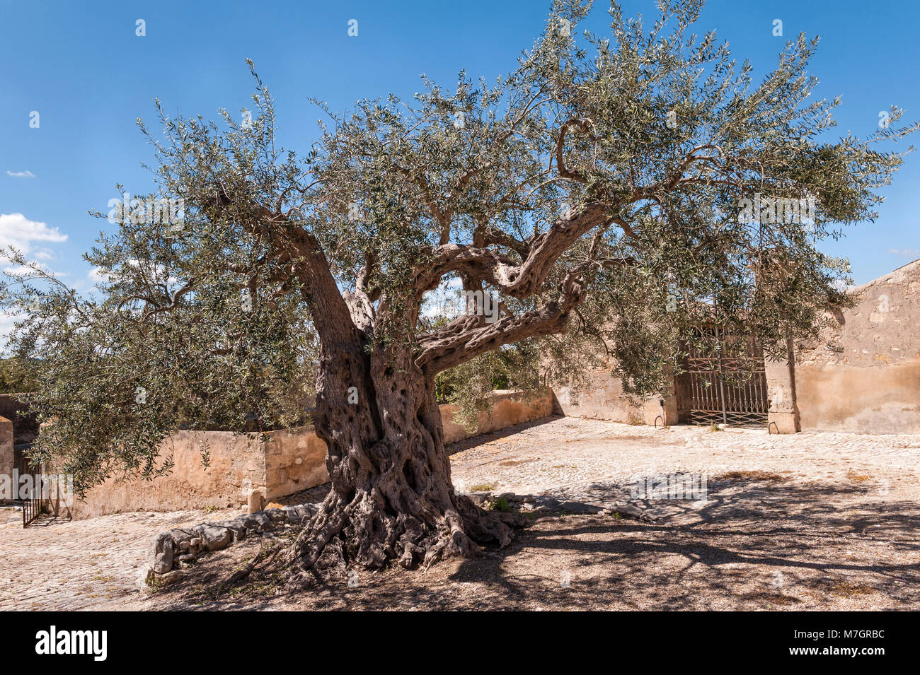 Un ancien olivier dans la cour de la Villa Fegotto, Chiaramonte Gulfi, Sicile, Italie (utilisé comme emplacement pour la série de TV de l'inspecteur Montalbano) Banque D'Images