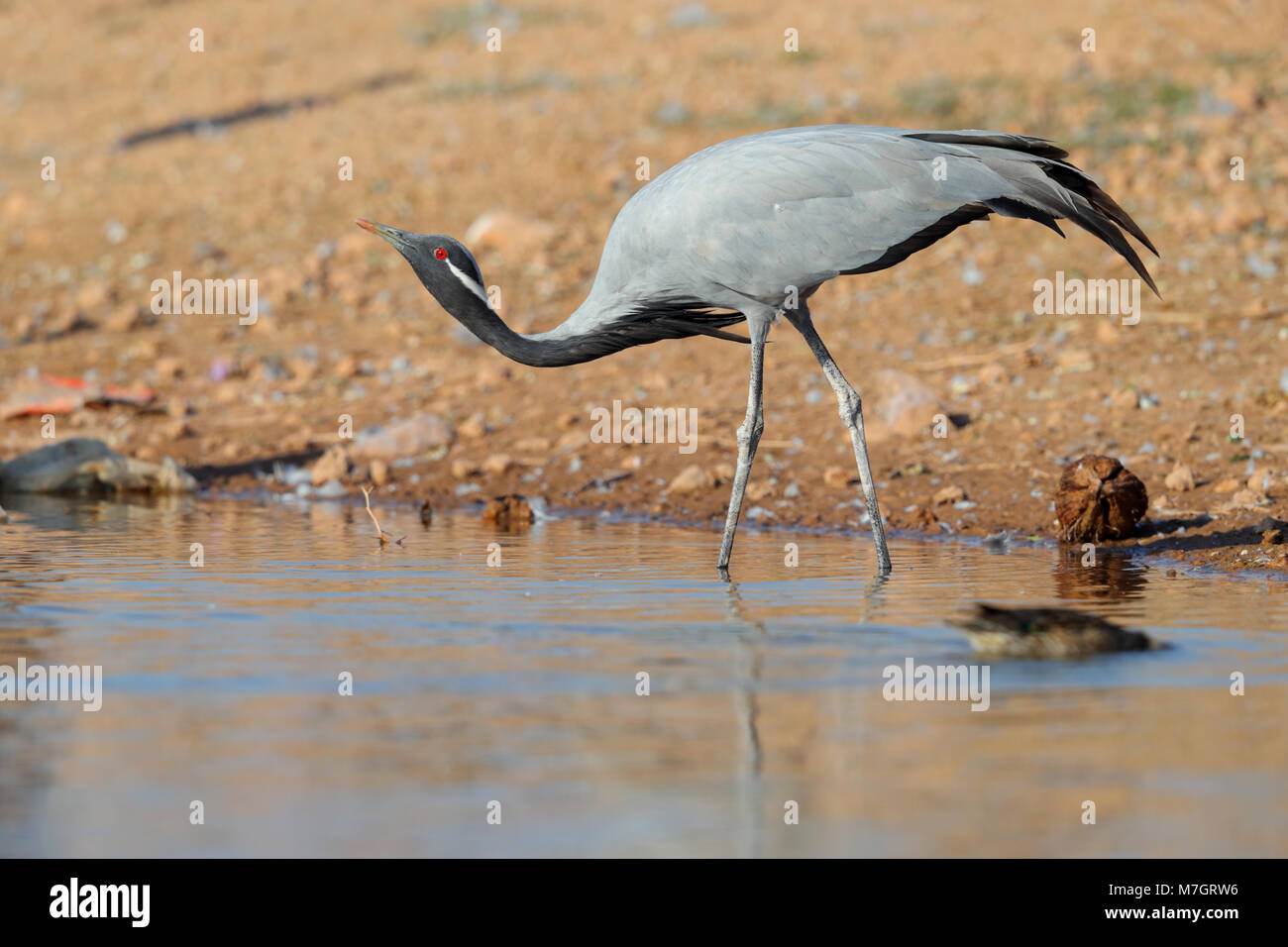 Un adulte Demoiselle Crane (Grus virgo) à l'emplacement traditionnel de Khichan, Rajasthan, Inde Banque D'Images